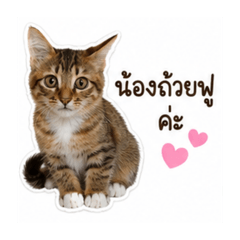 Thanapat_20260619080734