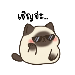 Thai cat funny13