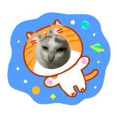 Meow gakgak