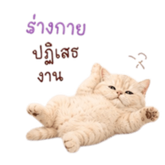 Taohu : Want to Sleep