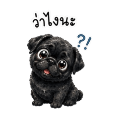 Little Black Pug Too Cute to Resist