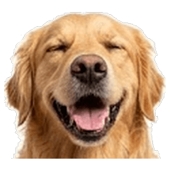 真黃金獵犬,真的停不下來