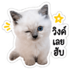Kung fu the cat