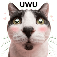 Pawsome Daily