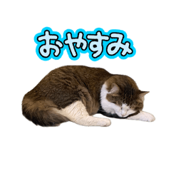 Shin_20260809232414
