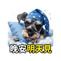 雪納瑞(多多)的生活日常