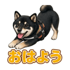 aoi_20260810085205