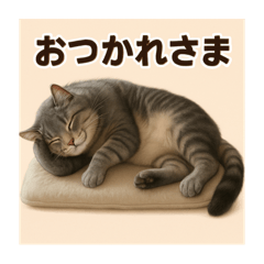 pretty cat 2026/8/10