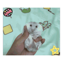 動態動物