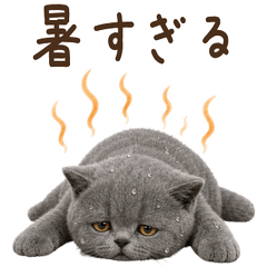 【夏】 ブリティッシュショートヘア 子猫