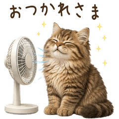 【夏】 サイベリアン 子猫