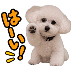 Dog man_20260810124437