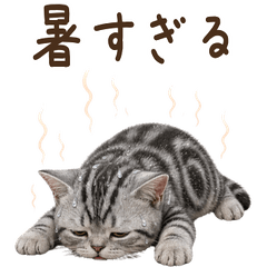 【夏】 アメリカンショートヘア 子猫