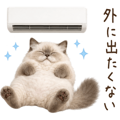 【夏】 ラグドール 子猫