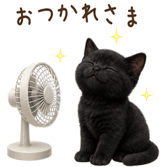 【夏】 黒猫 子猫