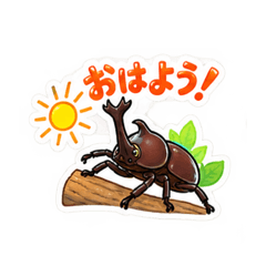 summer insect