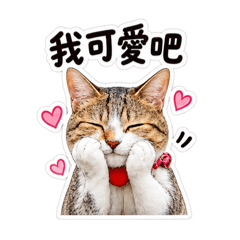 Nekoshanwang_20260810113224
