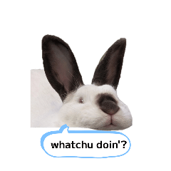 Bun Frens