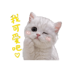 貓貓問暖