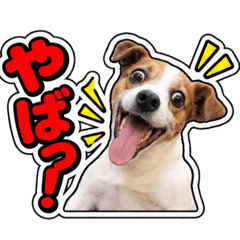 CAT dog zoo