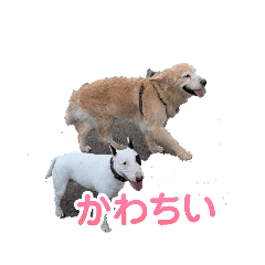AKAHARUnew