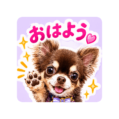 Chocolate and tan Chihuahua daily