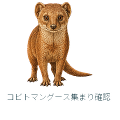 Dwarf Mongoose Group Check