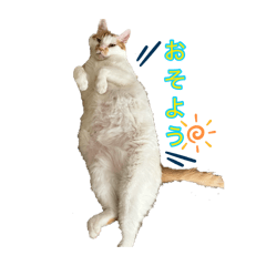 House cat of Iwamoto