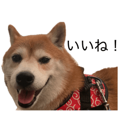 Raikasan_20260810141819