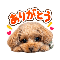 chippu_20260810141651