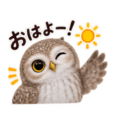 HappyHappyOwl