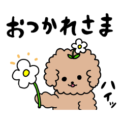 A funny and cute Toy Poodle.Brown.