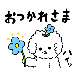 A funny and cute Toy Poodle.White.