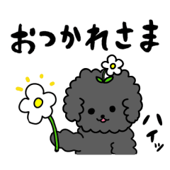 A funny and cute Toy Poodle .Black.