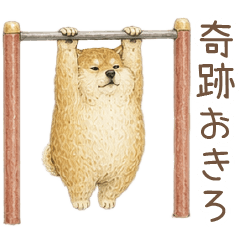 Fluffy Shiba Inu Playing in the Park