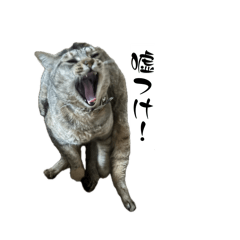 m_20260811002017