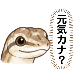 KORO_20260810235757