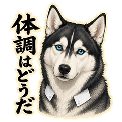 Husky Senpai 12: Take Care