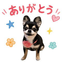 Everyday Kurumi the Chihuahua