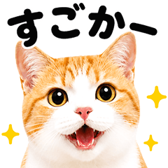 Hakata Dialect_Orange & White Tabby Cat