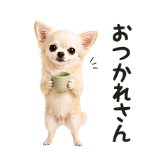 関西弁めっちゃちっちゃいほんわかチワワ♡