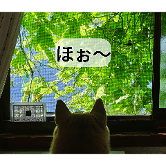 miya_20260811074507