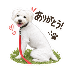 Wanoinu_20260811080147