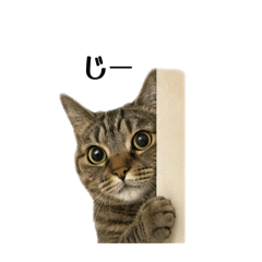 爱猫莉莉的表情包