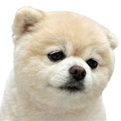Pomeranian dog Sticker