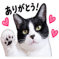 a cat that can hold a daily conversation