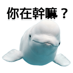 [Big characters] Beluga whale (TW)