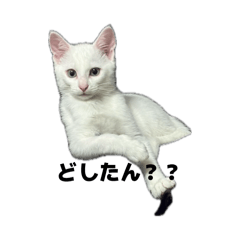 nagaineko KARIN