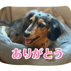 Miya house dog