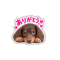 noko._20260811083857